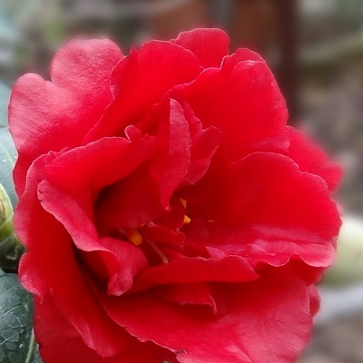 11紅月50.jpg