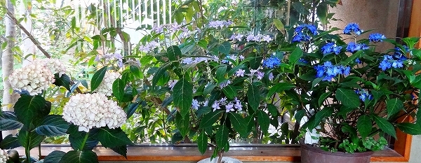 11紫陽花11.jpg