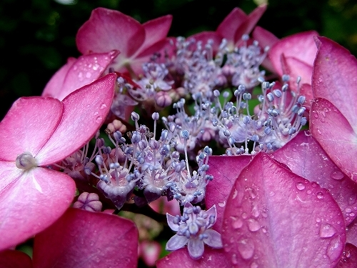 11ｱｼﾞｱﾝﾋﾞｭｰﾃｨ両性花.jpg