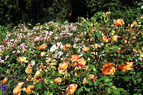 11Rose garden11.jpg