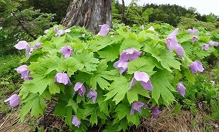 12ｼﾗﾈｱｵｲ11.jpg