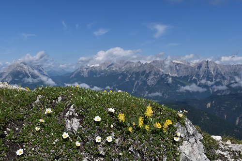 17-1ｾﾞｰﾌｪﾙﾄﾖｯﾎ花山.jpg
