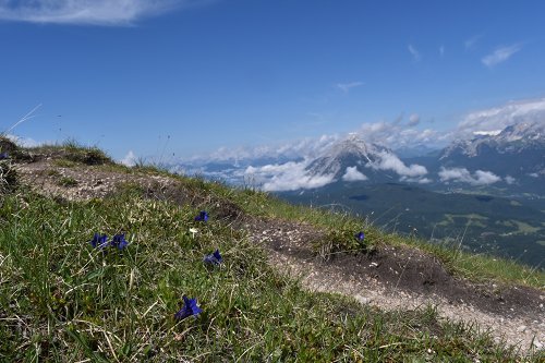 17-7ｾﾞｰﾌｪﾙﾄ山･花.jpg