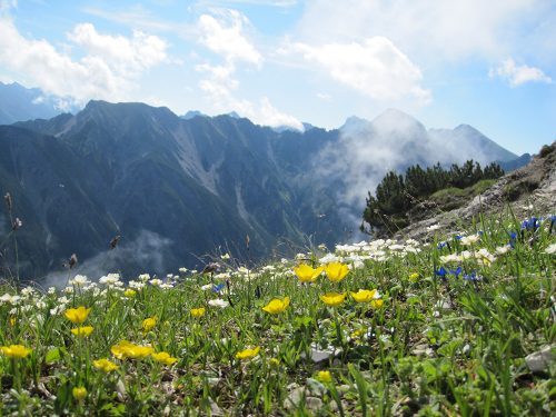 19-10ｾﾞｰﾌｪﾙﾄ山･花_02.jpg