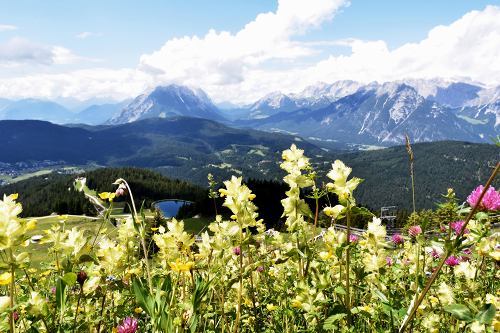 19-21ｾﾞｰﾌｪﾙﾄ山･花_11.jpg