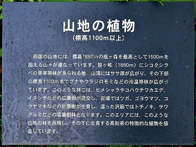 20山地の植物.jpg