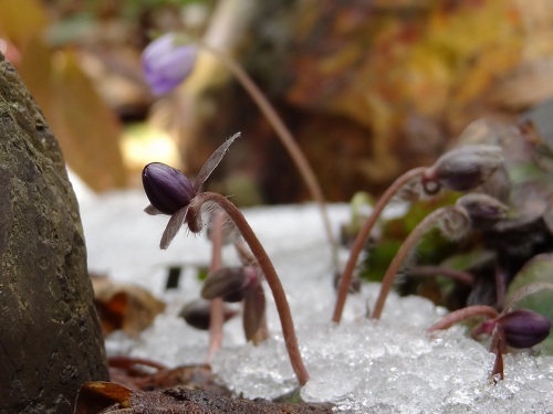 21ﾕｷﾜﾘｿｳ雪2.jpg
