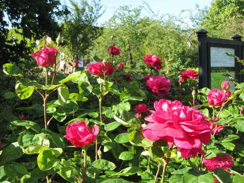 21Rose garden16.jpg