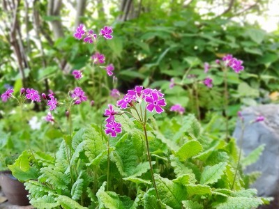 22南京小桜2902.jpg
