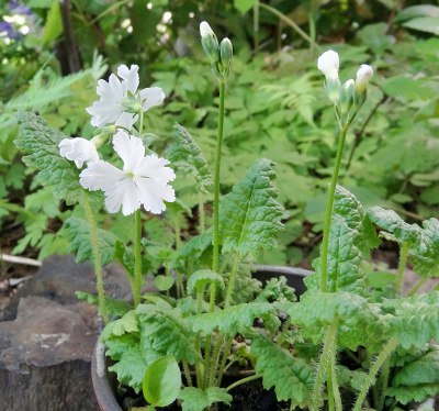 23白花ｻｸﾗｿｳ2902.jpg
