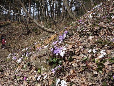 23雪国植物園35.jpg