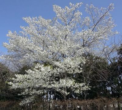 24ｵｵｼﾏｻﾞｸﾗ11.jpg