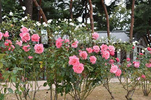25-2芳醇.jpg
