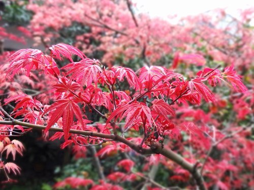 25八潮紅0415.jpg