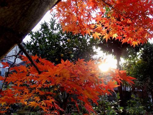 26紅葉22_06.jpg
