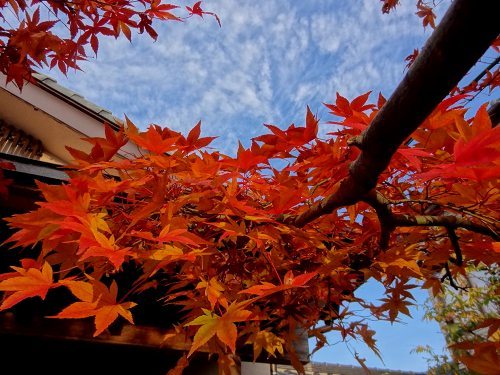 27紅葉22_05.jpg