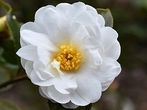 28菊花ﾂﾊﾞｷ01.jpg