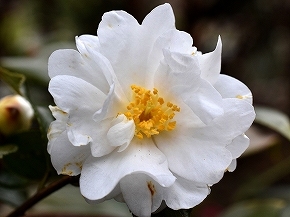 28菊花ﾂﾊﾞｷ21.jpg