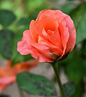 28p・ﾐﾁｺ_25.jpg