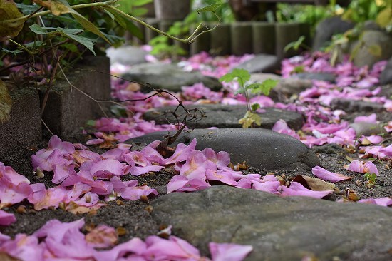 30-1ｻｻﾞﾝｶ-花ﾋﾞﾗ.jpg