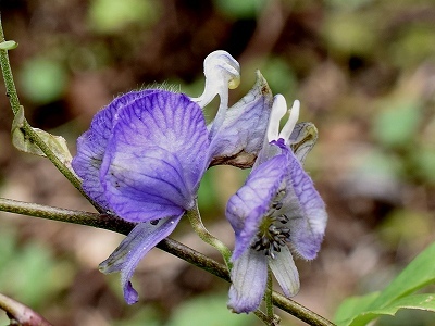 31-1ﾔﾏﾄﾘｶﾌﾞﾄ花弁.jpg