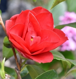 31-5紅月.jpg