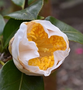 31加茂本阿弥.jpg
