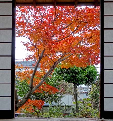 31紅葉21_01.jpg