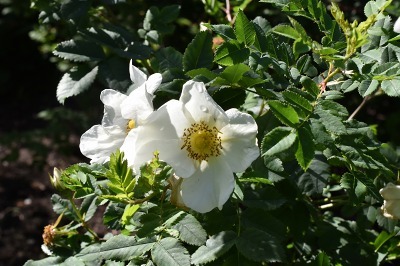 32-8Rosa spinosissima 'Grandifora'3.jpg