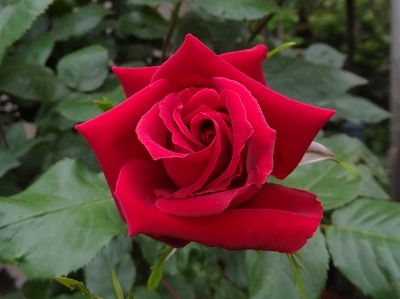32深紅23.jpg