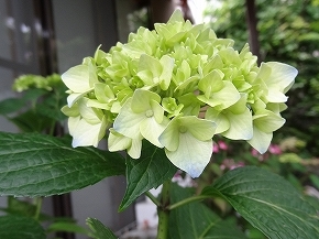 32ｴｿﾞｱｼﾞｻｲ月山22.jpg