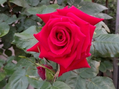 34深紅25.jpg
