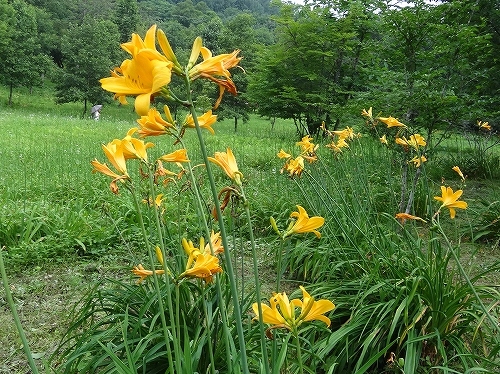 34ﾄﾋﾞｼﾏｶﾝｿﾞｳ11.jpg