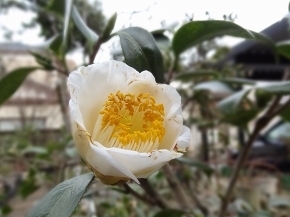 35加茂本阿弥31.jpg