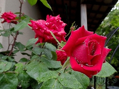 35深紅28.jpg