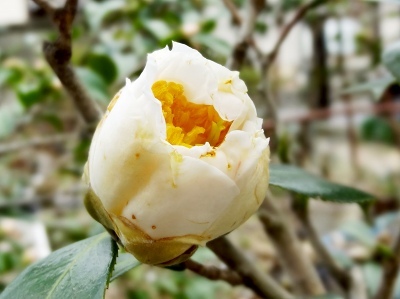 36加茂本阿弥.jpg