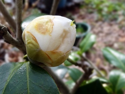 36加茂本阿弥31.jpg