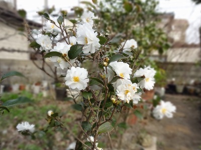39菊花椿21.jpg