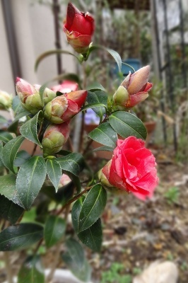 40紅月51.jpg