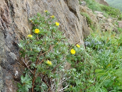 44ｷﾝﾛﾊﾞｲ早池峰山.jpg