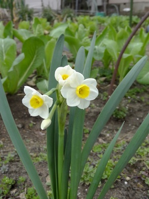 51芳香水仙ｱﾊﾞﾗﾝﾁ51.jpg