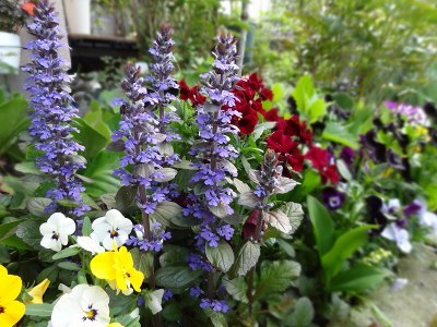52ｼﾞｭｳﾆﾋﾄｴ2512.jpg