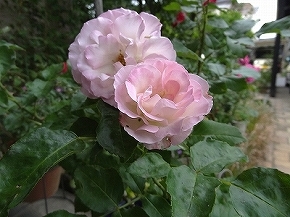 54ｽﾄﾛﾍﾞﾘｰｱｲｽ54.jpg