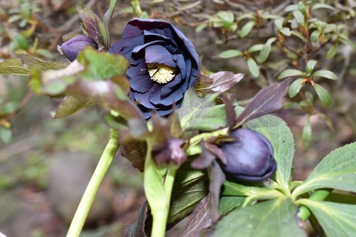 55-511wﾌﾞﾗｯｸ.jpg