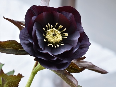 55-512wﾌﾞﾗｯｸ.jpg