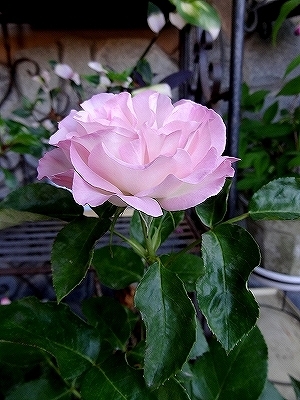 55ｽﾄﾛﾍﾞﾘｰｱｲｽ52.jpg