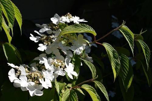 57A-Tflower.jpg