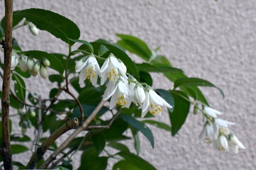 64ｳﾂｷﾞ2317.jpg
