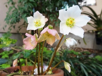 71原種系ニゲル40.jpg