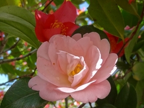 75八重ﾋﾟﾝｸ11.jpg